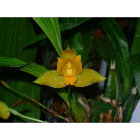 Lycaste consobrina