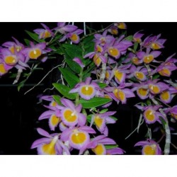 Dendrobium loddigesii