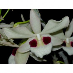 Dendrobium pulchellum