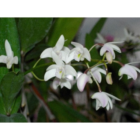 Dendrobium Delicatum