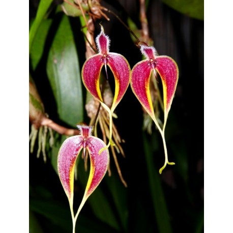 Bulbophyllum blumei