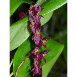 Pleurothallis rowlei