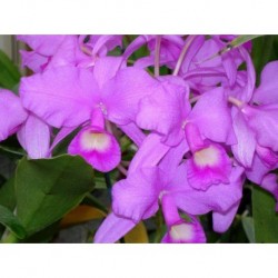 Cattleya skinneri