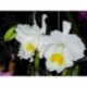 Cattleya Queen Sirikit 'Diamond Crown' AM/AOS