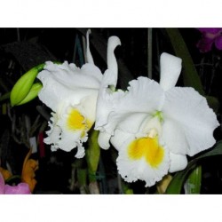 Cattleya Queen Sirikit 'Diamond Crown' AM/AOS