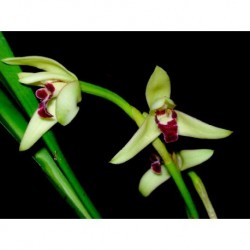 Maxillaria marginata