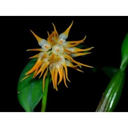 Bulbophyllum odoratissimum