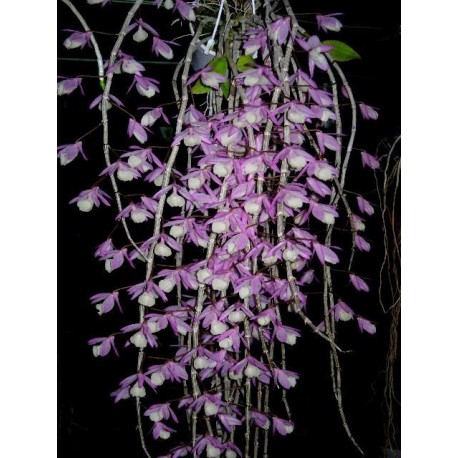 Dendrobium pierardii