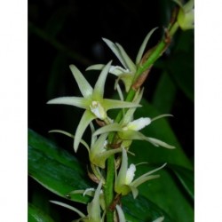 Eria javanica