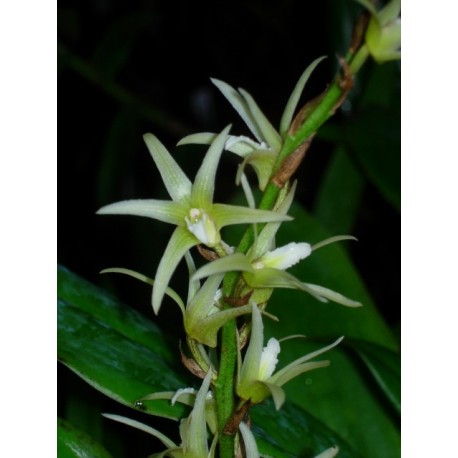 Eria javanica