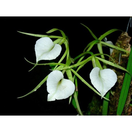 Brassavola nodosa