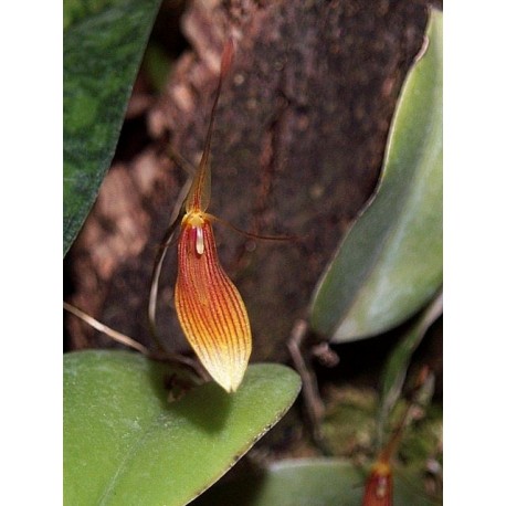 Restrepia brachipus