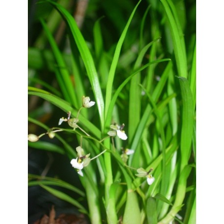 Sigmatostalix radicans