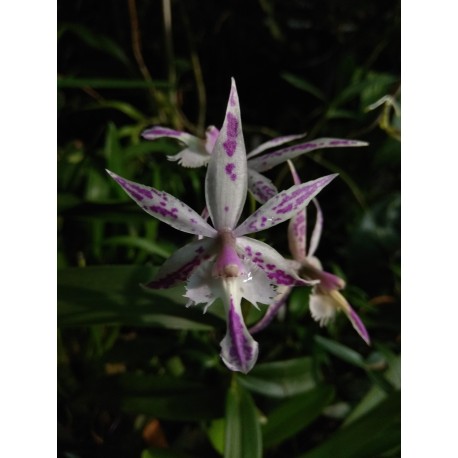 Batteria spectabilis x Epidendrum cristatum