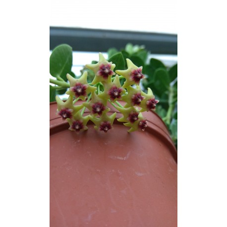 Hoya cummingiana