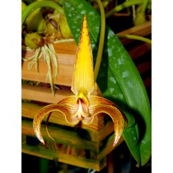 Bulbophyllum lobii