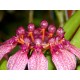 Bulbophyllum eberhardtii