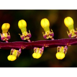 Bulbophyllum falcatum