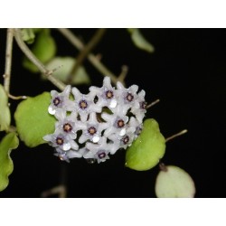 Hoya kanyakumariana