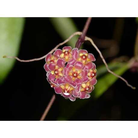 Hoya david-cumingii