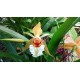 Coelogyne lawrenceana