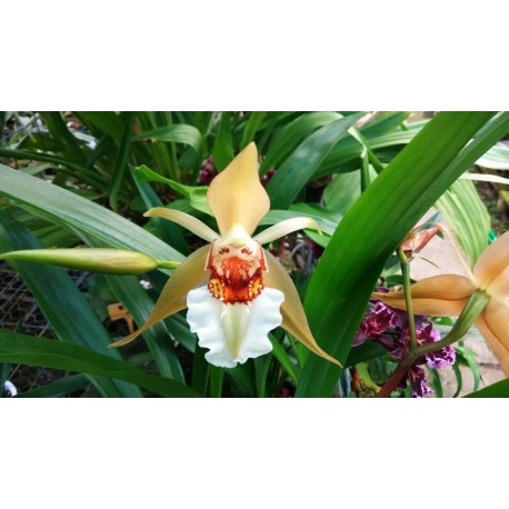 Coelogyne lawrenceana