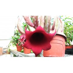 Stapelia leendertziae