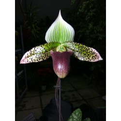 Paphiopedilum Maudiae x sukhakulii