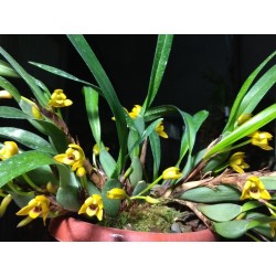 Maxillaria variabilis