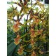 Miltassia Gilded Tower 'Mystic Maze'