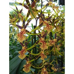 Miltassia Gilded Tower 'Mystic Maze'