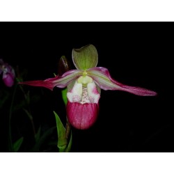 Phragmipedium Ainsworthii