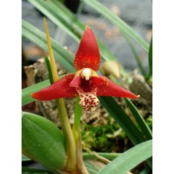 Maxillaria tenuifolia