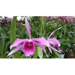 Laelia Pacavia