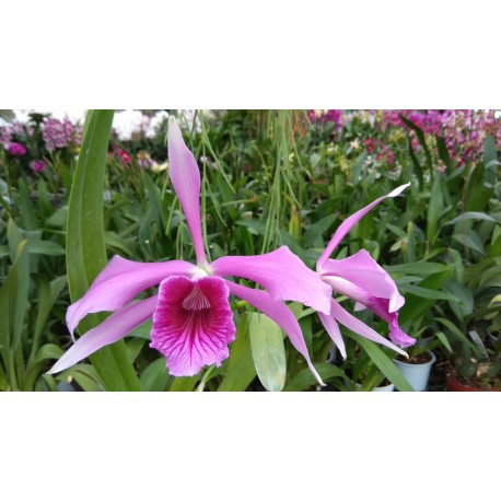 Laelia Pacavia