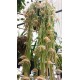 Hoya linearis