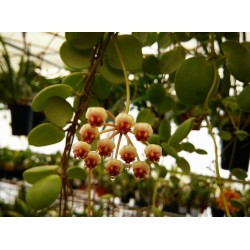 Hoya brevialata