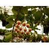 Hoya brevialata