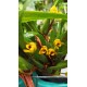 Maxillaria variabilis