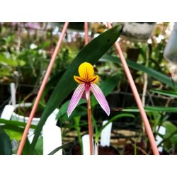 Bulbophyllum bolsteri