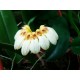 Bulbophyllum auratum 'white'