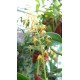 Bulbophyllum sp. (Philippines)