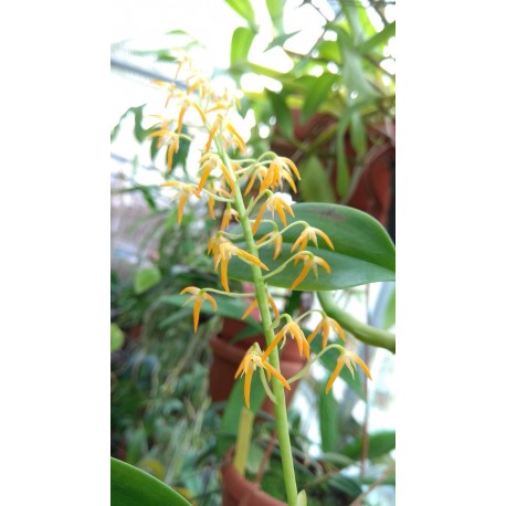 Bulbophyllum sp. (Philippines)