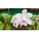 Cattleya intermedia var. coerulea