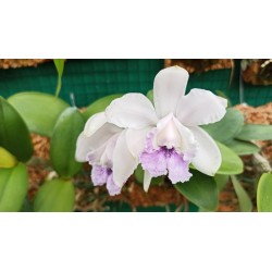 Cattleya intermedia var. coerulea