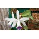 Cattleya intermedia var. coerulea