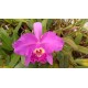 Cattleya lueddemanniana