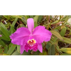 Cattleya lueddemanniana