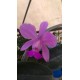Cattleya walkeriana