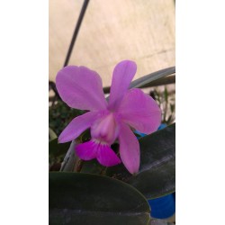 Cattleya walkeriana